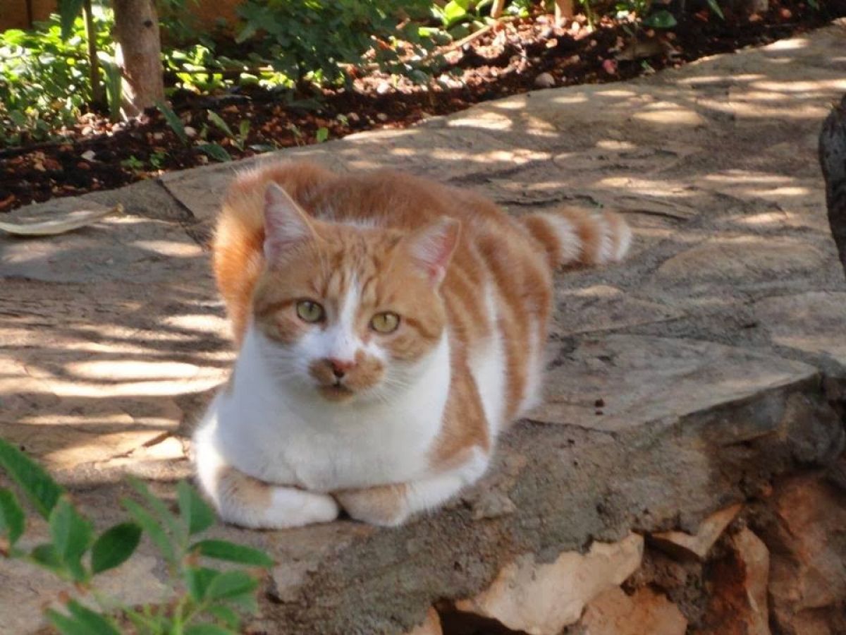 imagini hotel PATARA PRINCE RESORT